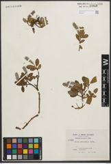 Foto von Salix petrophila Rydb.